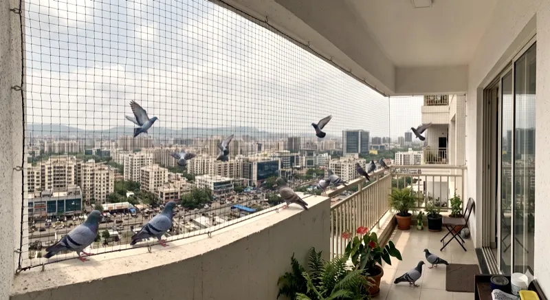 Pigeons kept outside a netted balcony